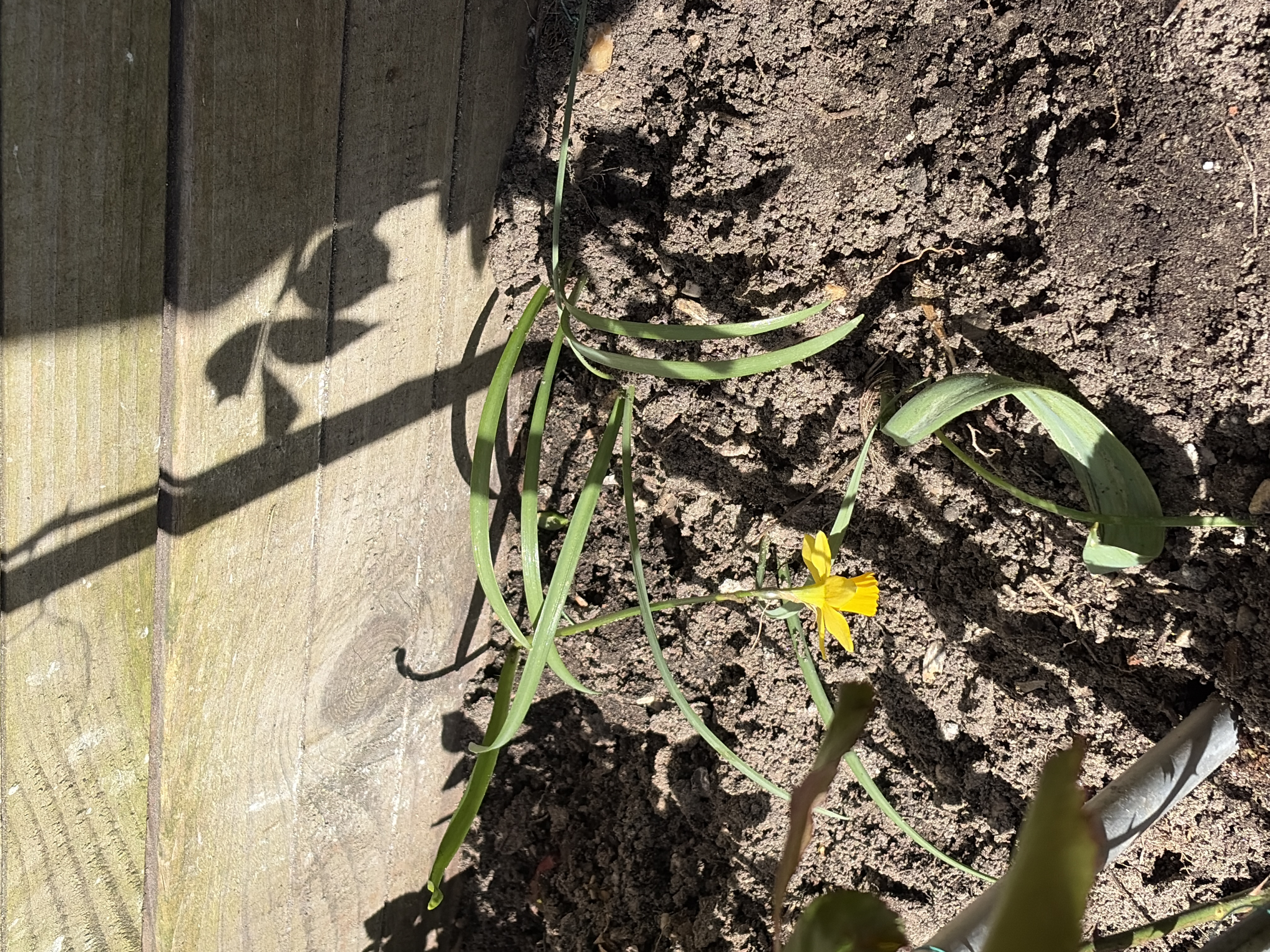 Maak een foto van een wilde bloem in jouw buurt foto 1