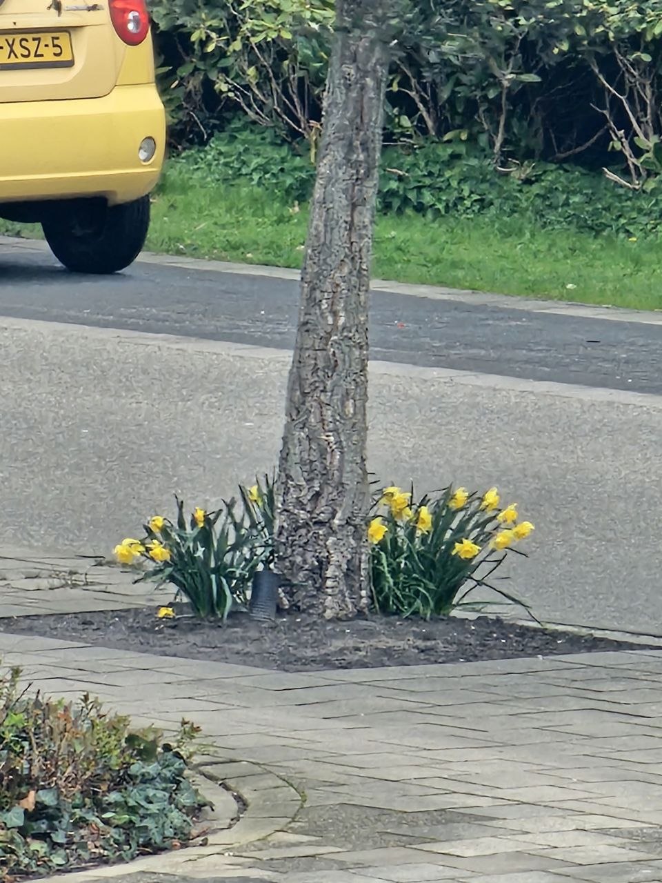 Maak een foto van een wilde bloem in jouw buurt
