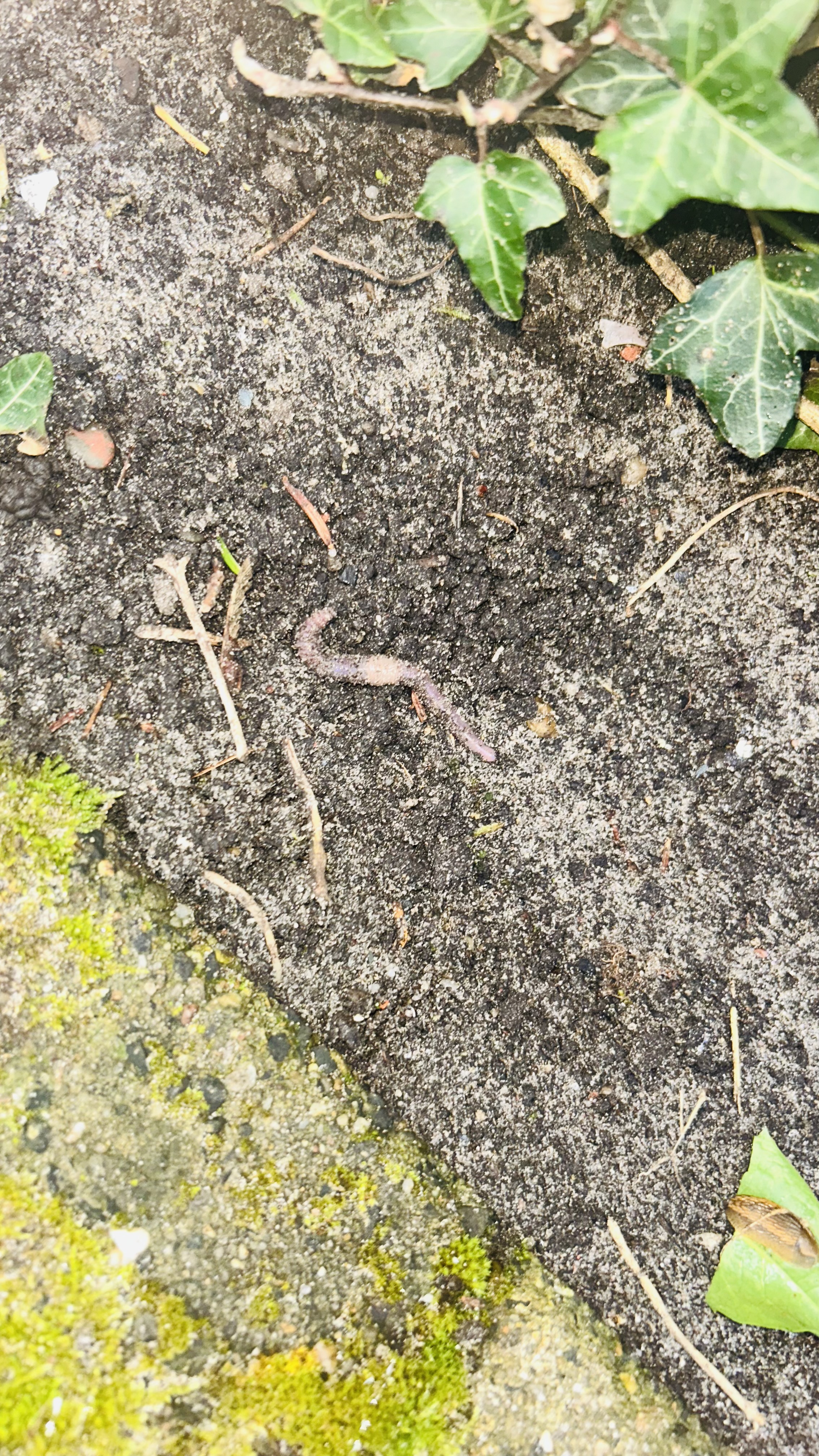Zoek een worm