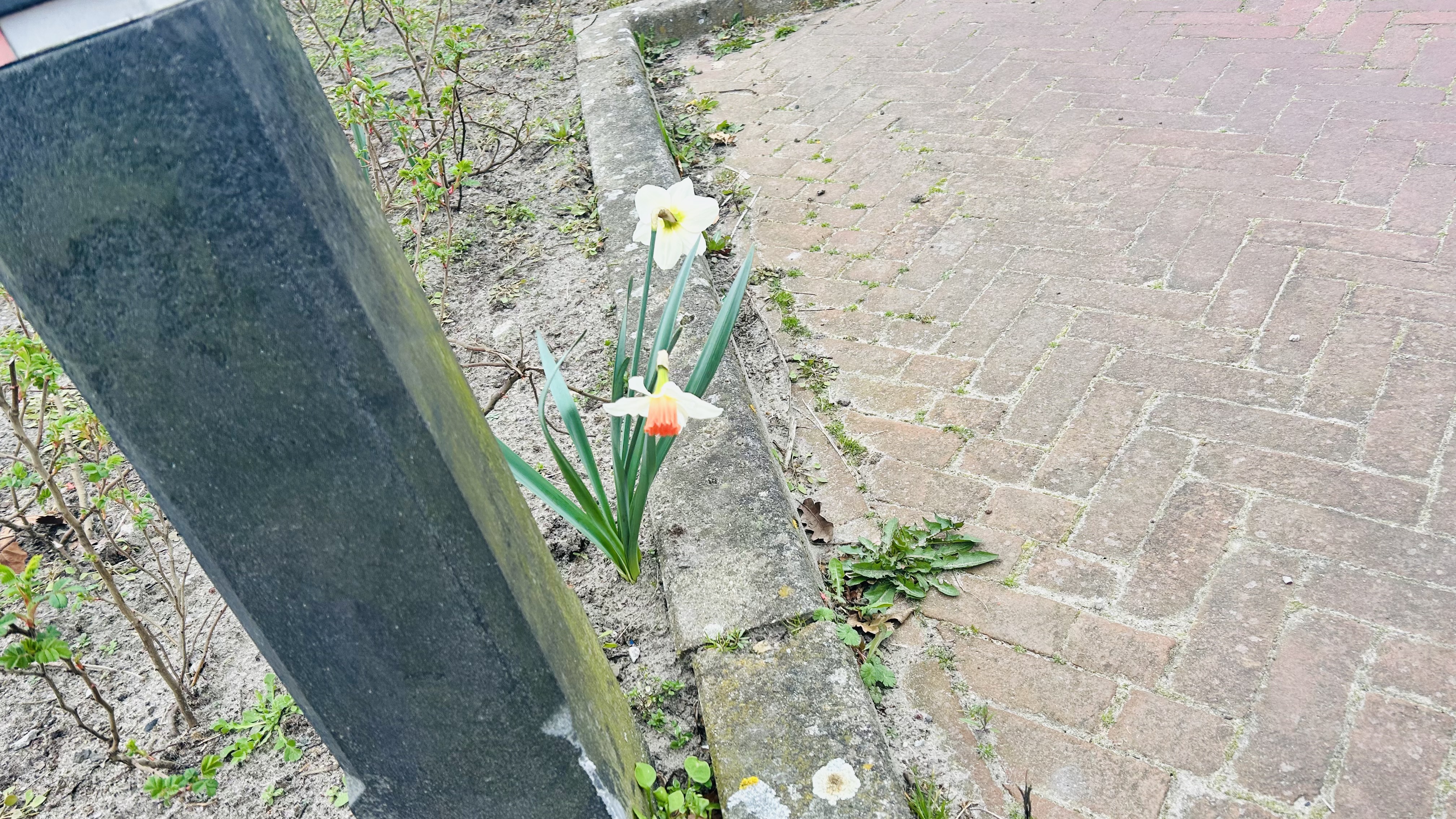 Maak een foto van een wilde bloem in jouw buurt