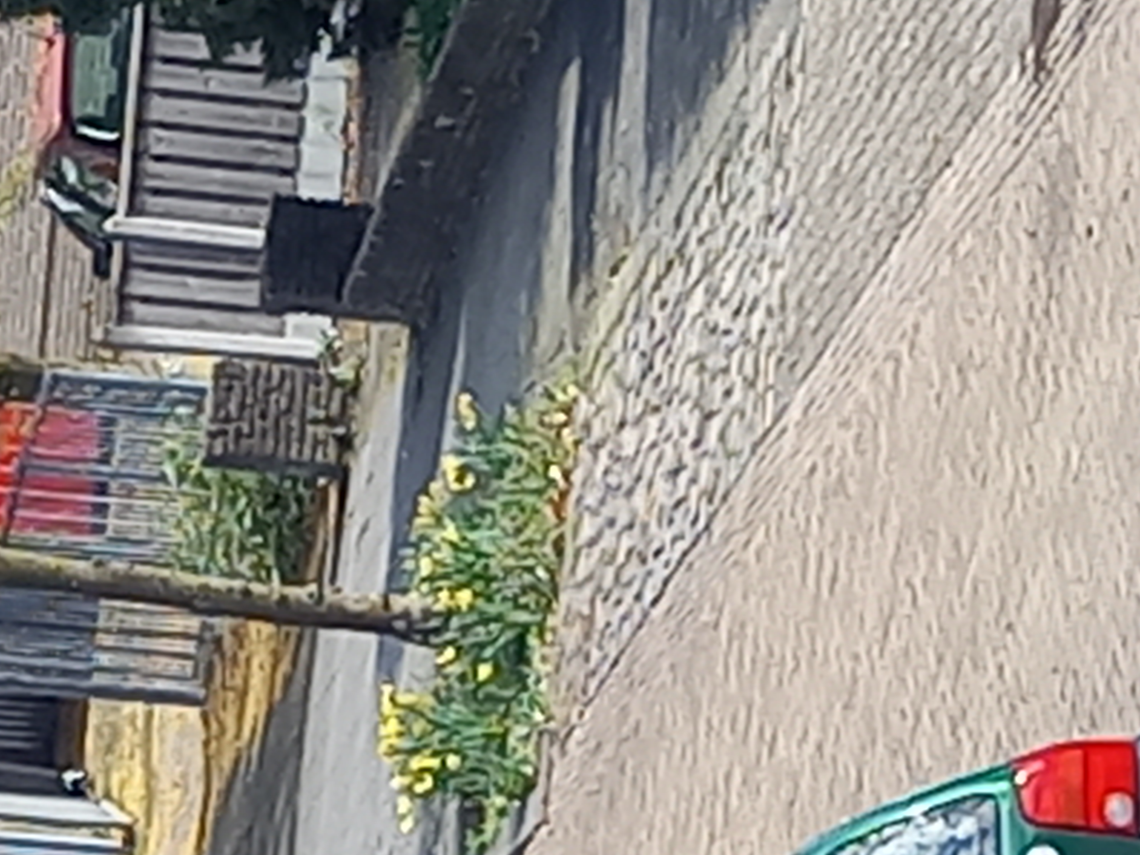 Maak een foto van een wilde bloem in jouw buurt